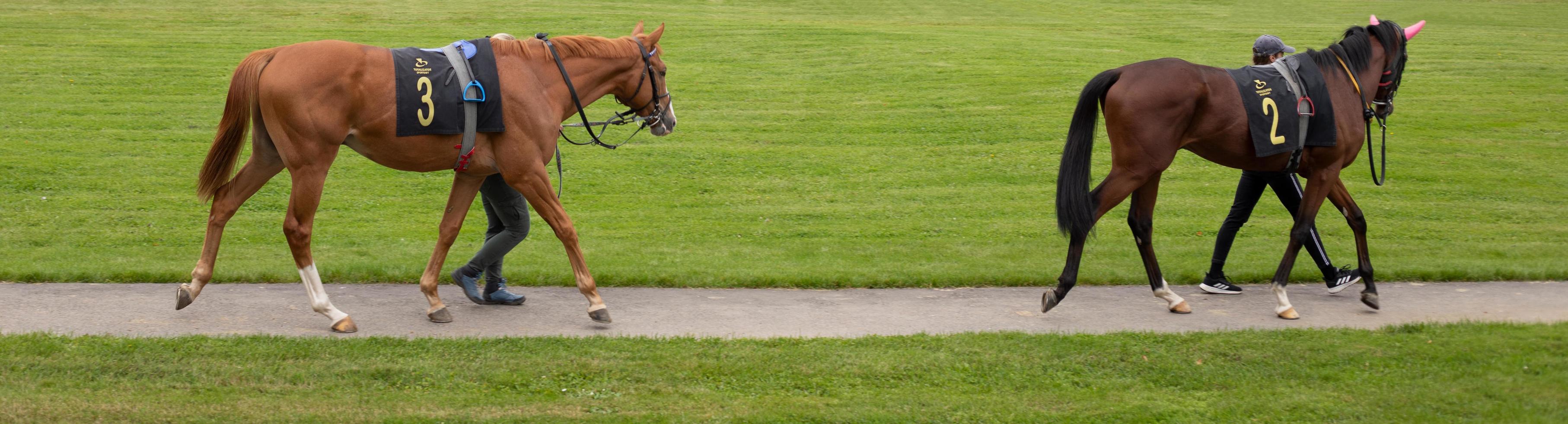 Walking the horses onto the racetrack. Horses in motion before horse racing. 17.09.2022. Sluzewiec, Warsaw. Poland photo