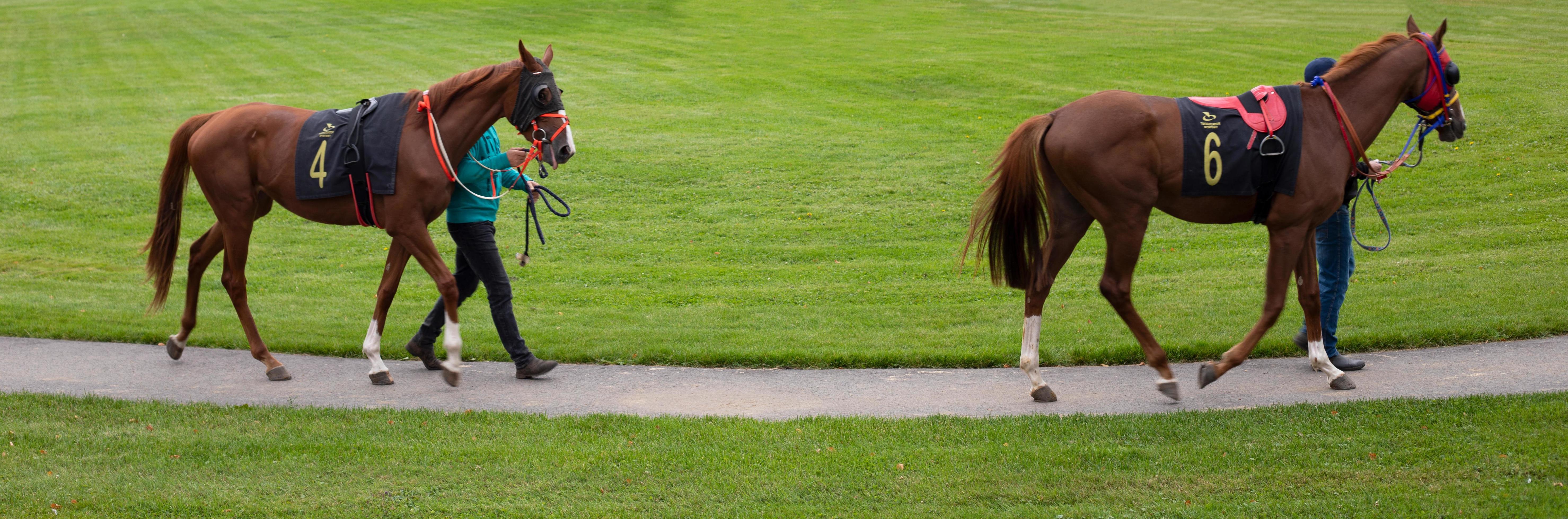 Walking the horses onto the racetrack. Horses in motion before horse