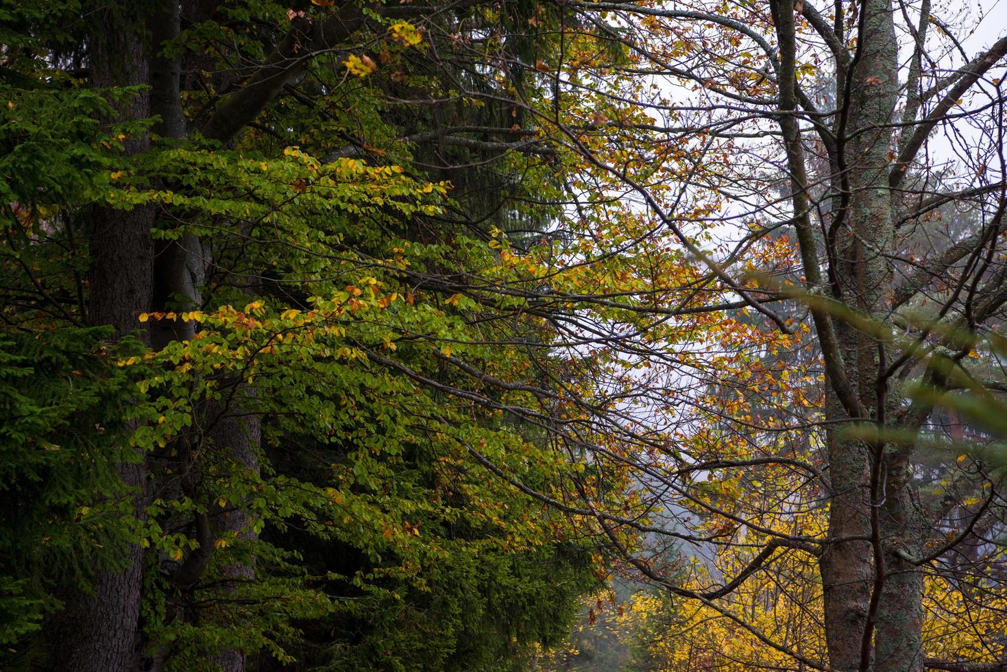 autumnal forest on a foggy morning photo