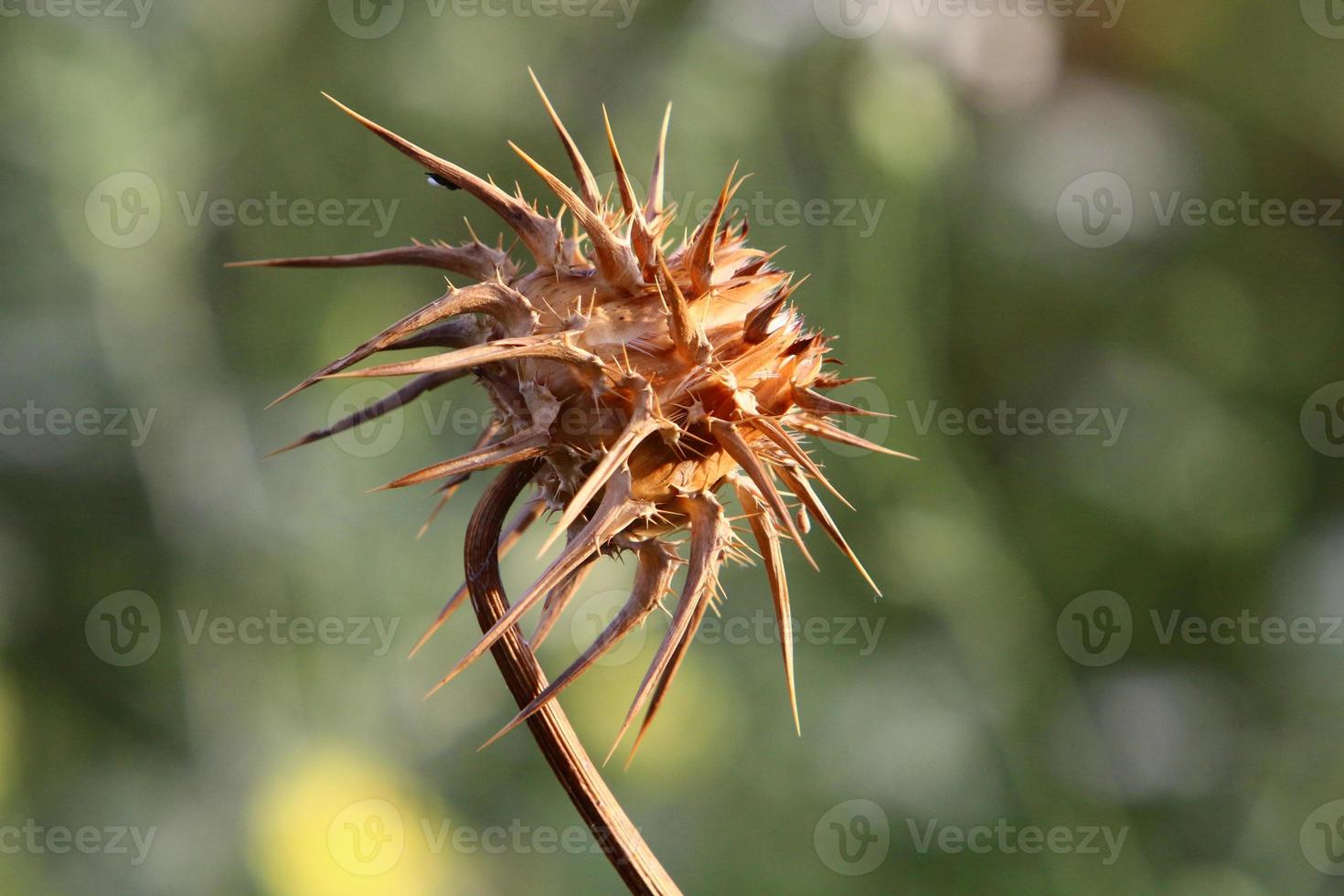Milk thistle grows in a forest clearing. photo