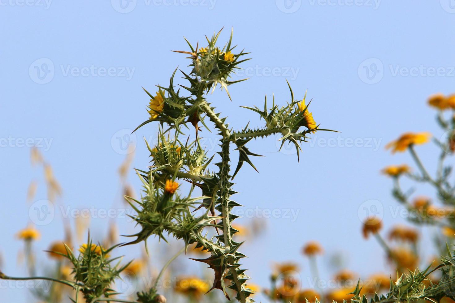 Milk thistle grows in a forest clearing. photo