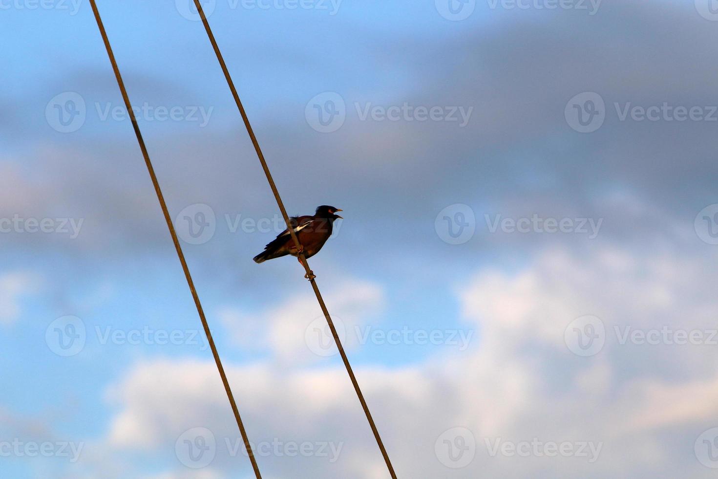 Birds sit on wires carrying electricity. photo