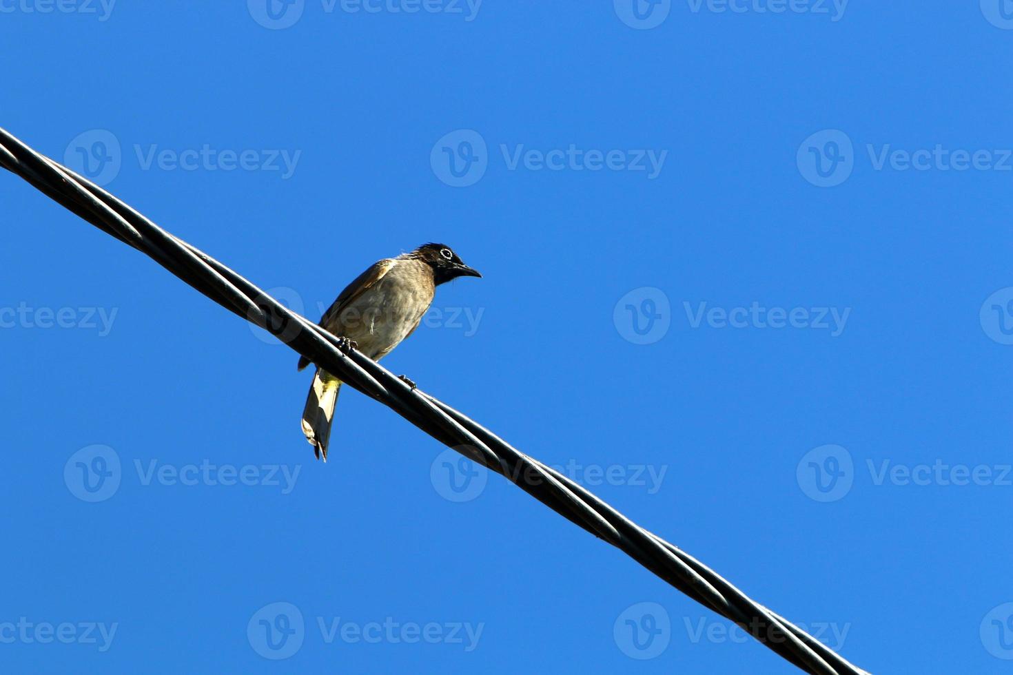 Birds sit on wires carrying electricity. photo