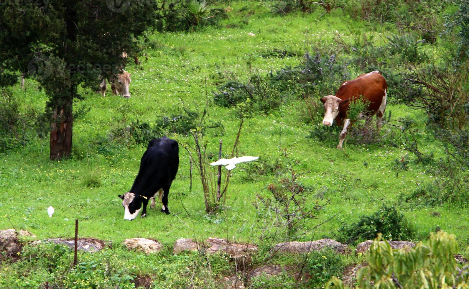 A herd of cows graze in a forest clearing in northern Israel. photo