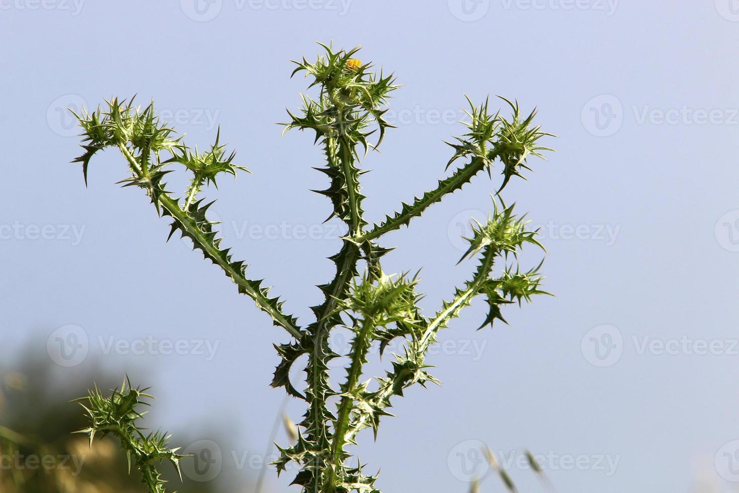 Milk thistle grows in a forest clearing. photo
