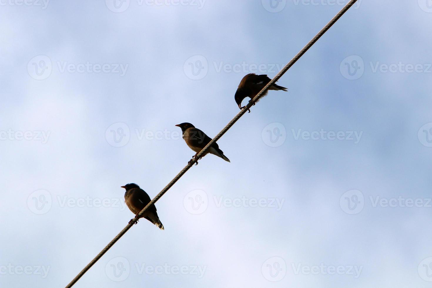 Birds sit on wires carrying electricity. photo