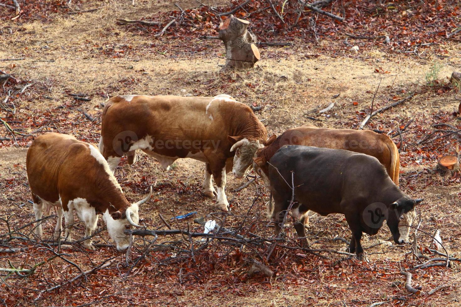 un rebaño de vacas pasta en un claro del bosque en el norte de israel. foto