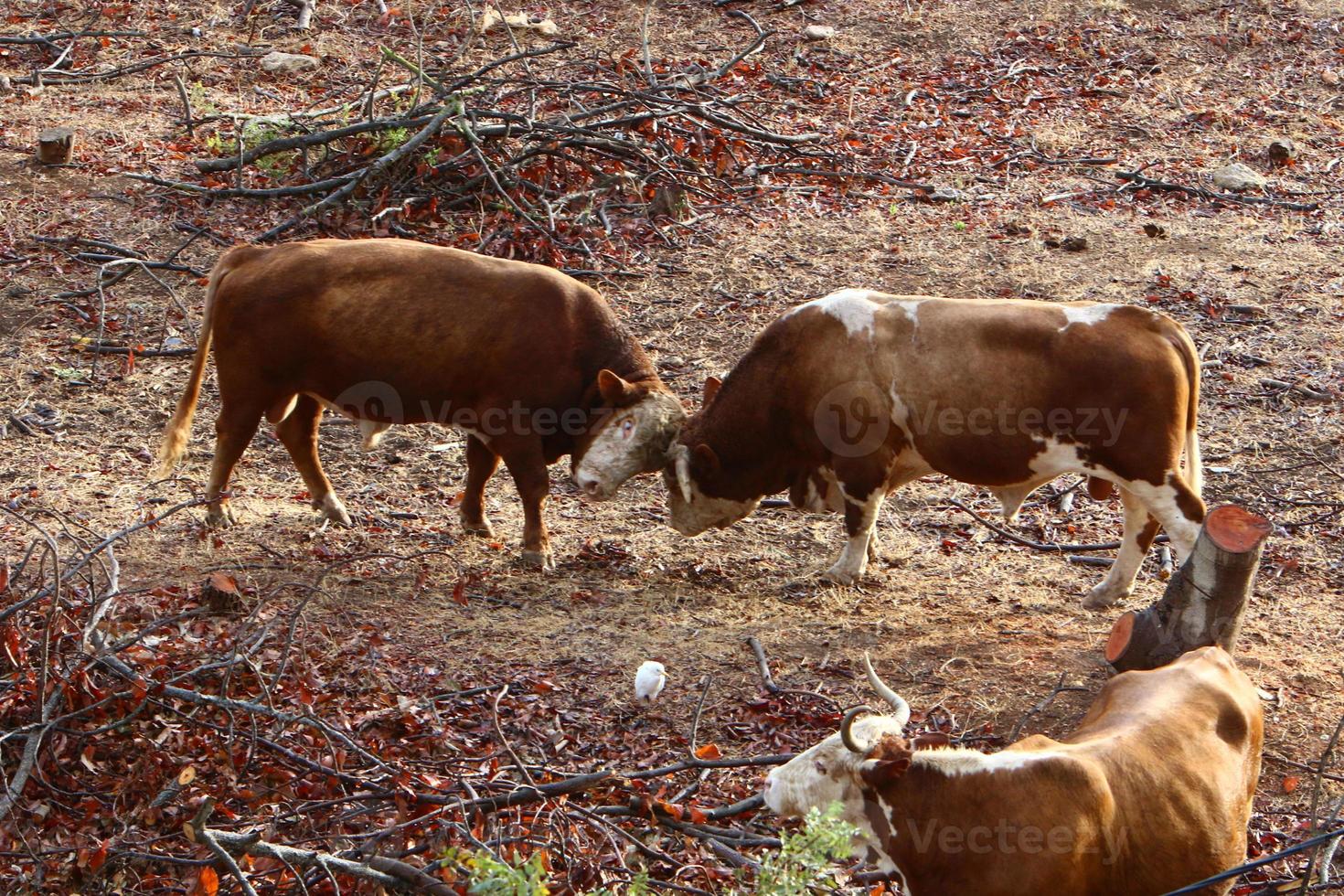 A herd of cows graze in a forest clearing in northern Israel. photo