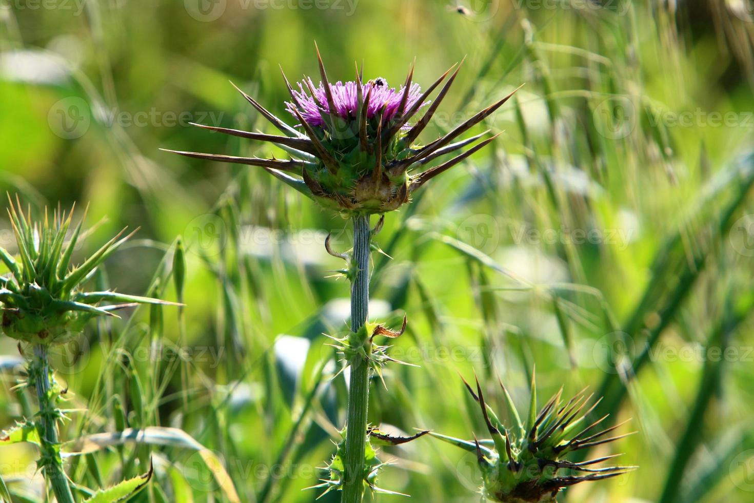 Milk thistle grows in a forest clearing. photo