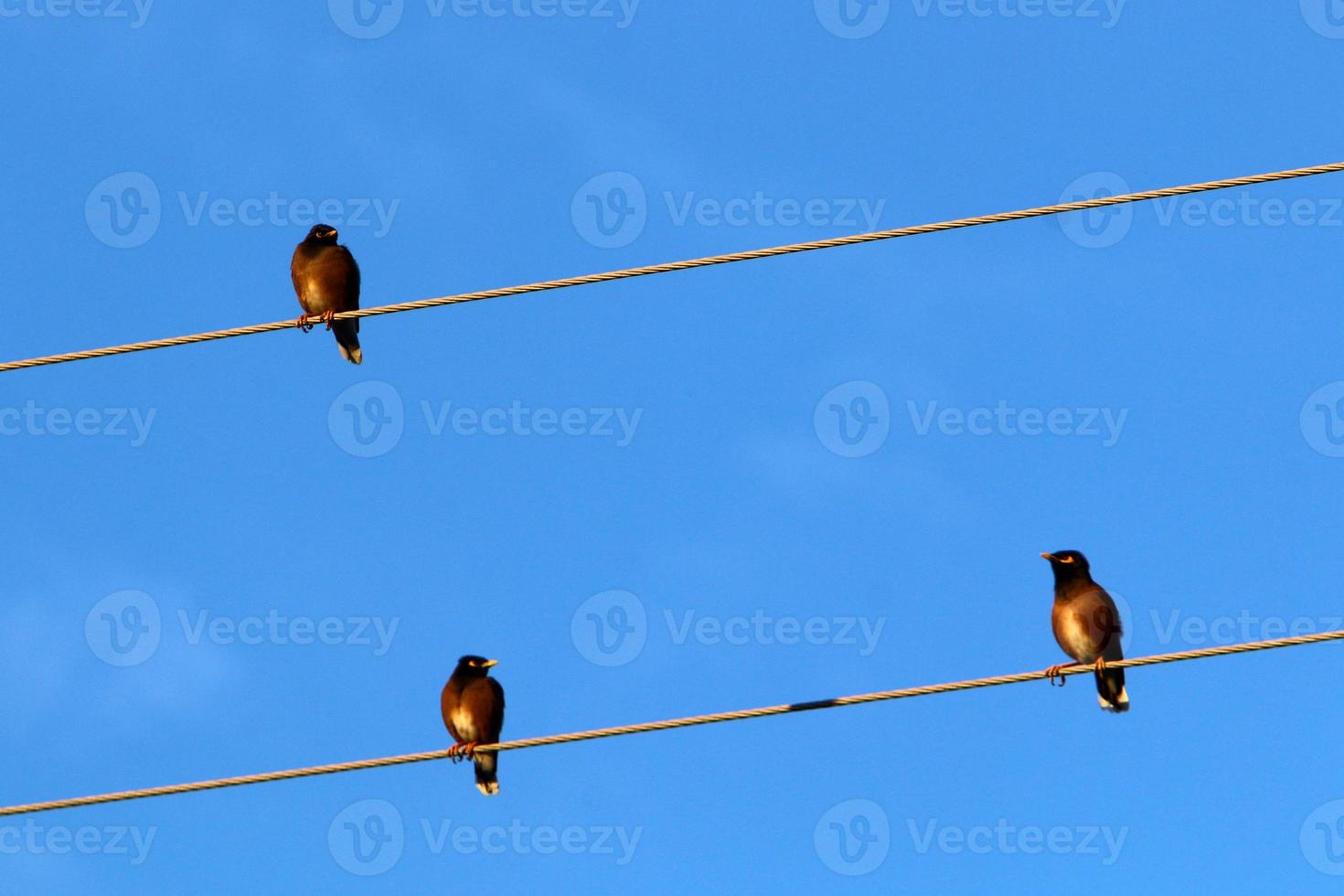 Birds sit on wires carrying electricity. photo