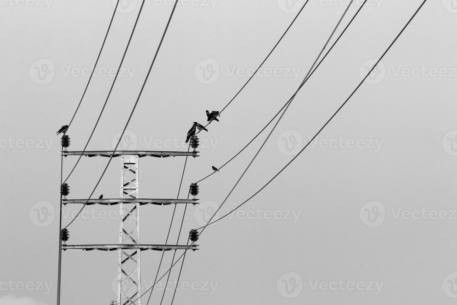 Birds sit on wires carrying electricity. photo