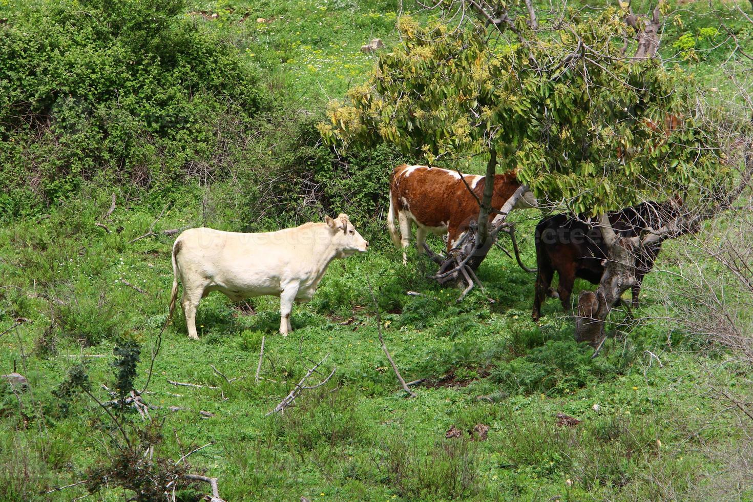 un rebaño de vacas pasta en un claro del bosque en el norte de israel. foto