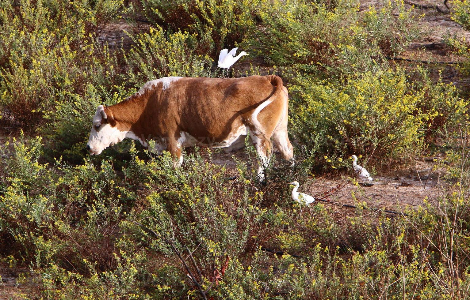A herd of cows graze in a forest clearing in northern Israel. photo