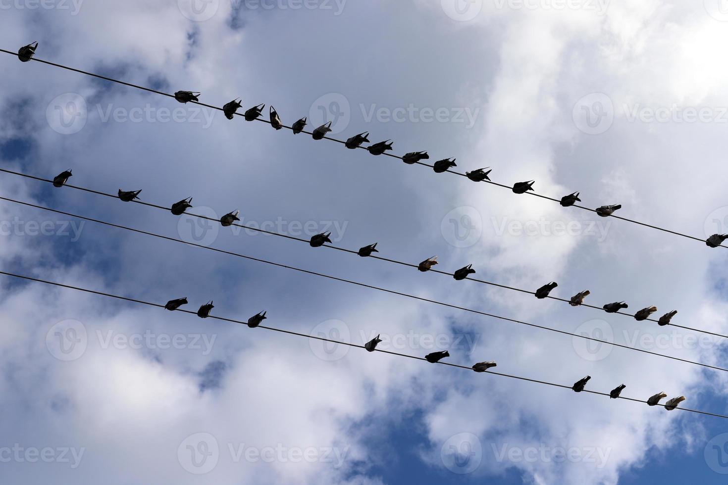 Birds sit on wires carrying electricity. photo