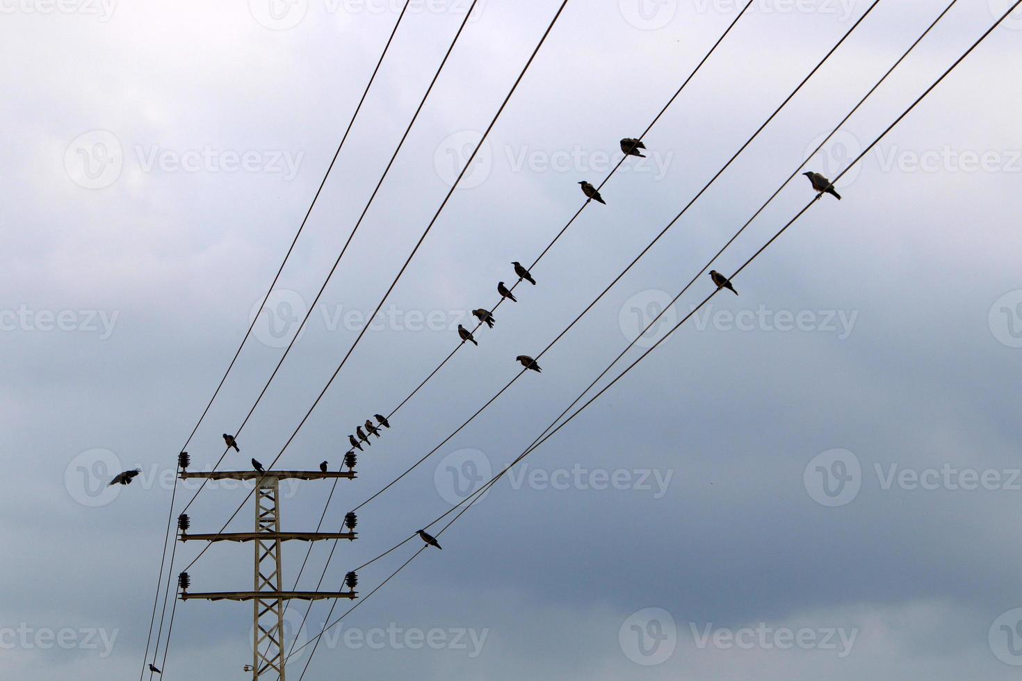 Birds sit on wires carrying electricity. photo