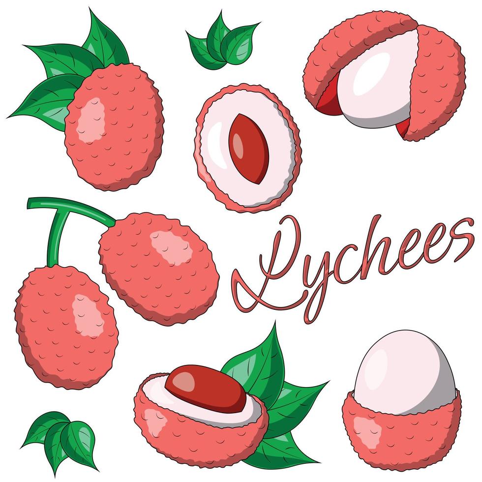 A set of painted exotic fruits - Lychee. Draw illustration in color vector