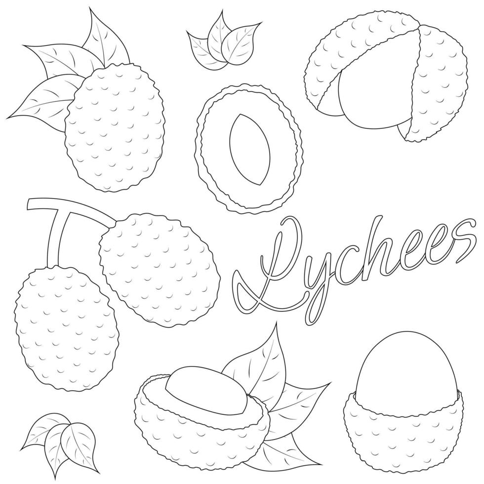 un conjunto de frutas exóticas pintadas - lichi. dibujar ilustraciones en blanco y negro vector