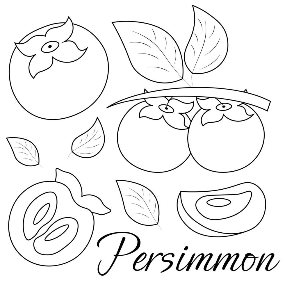 A set of painted exotic fruits - Persimmon. Draw illustration in black and white vector