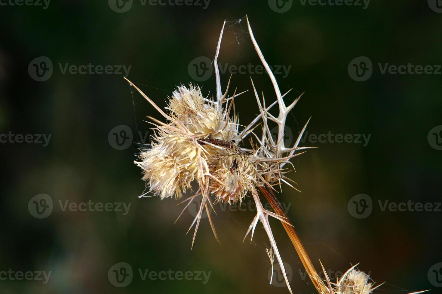 Milk thistle grows in a forest clearing. photo