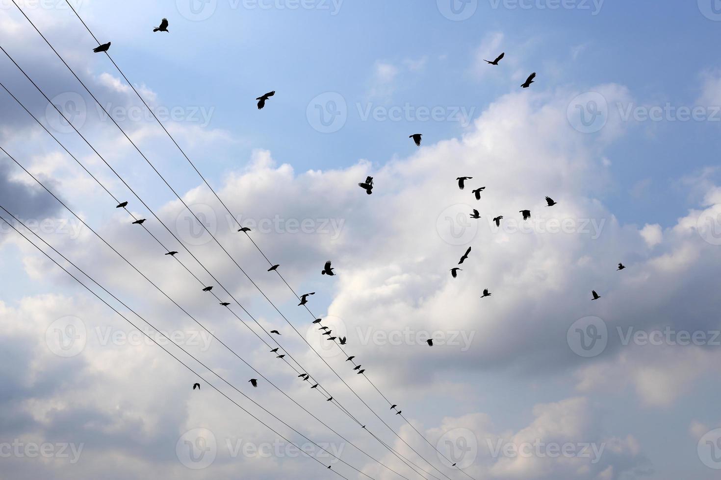 Birds sit on wires carrying electricity. photo