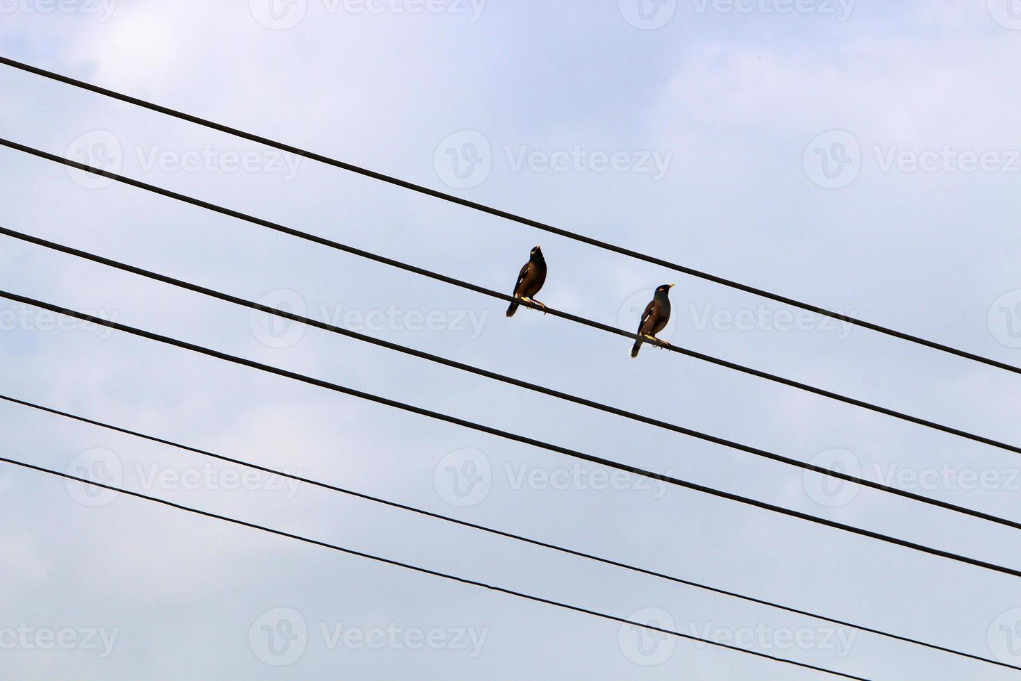 Birds sit on wires carrying electricity. photo