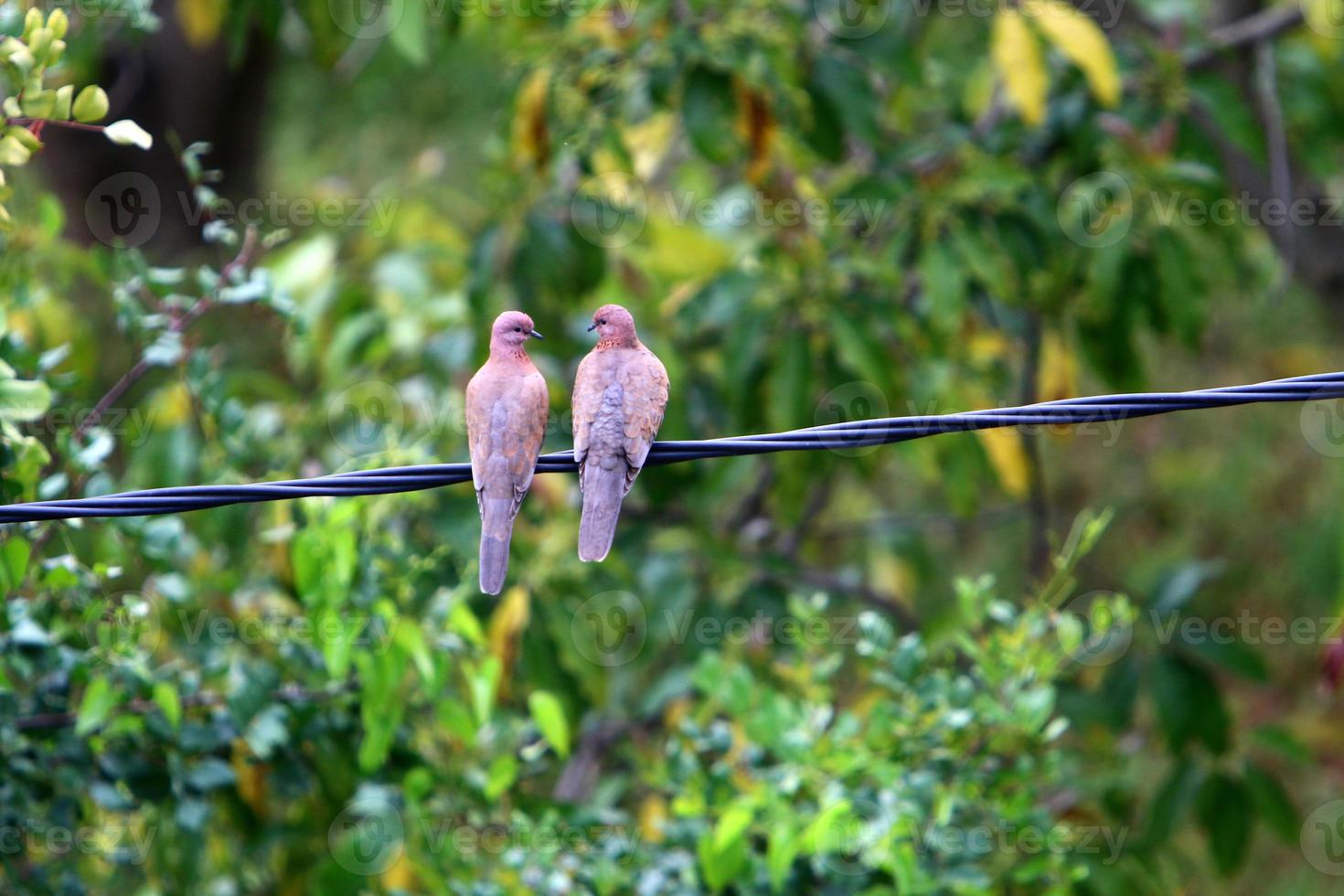 los pájaros se posan en cables que transportan electricidad. foto