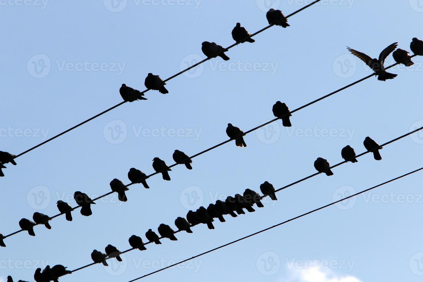 Birds sit on wires carrying electricity. photo