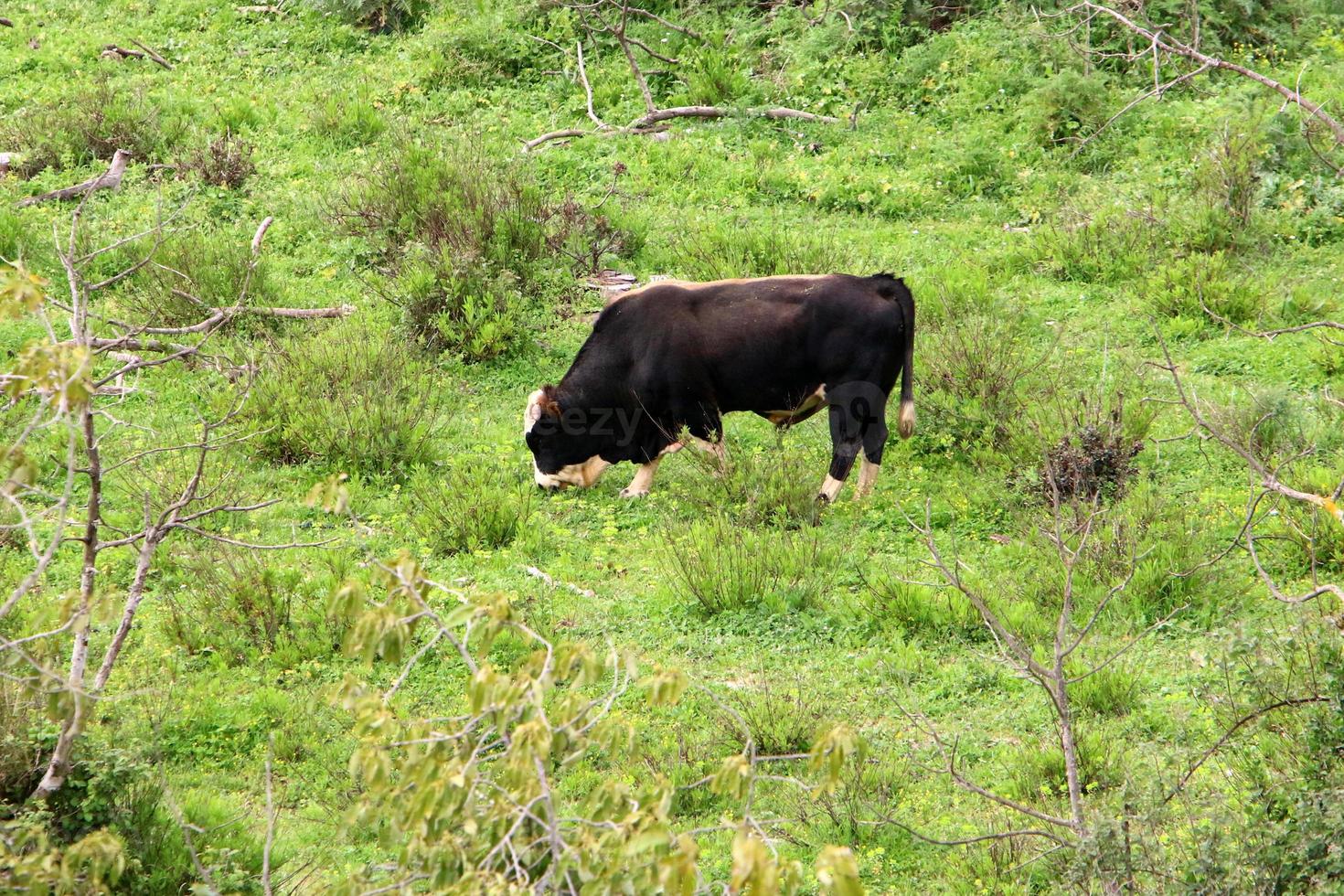 un rebaño de vacas pasta en un claro del bosque en el norte de israel. foto