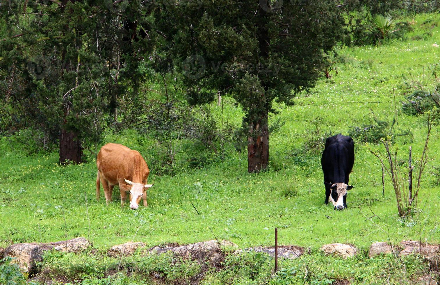 un rebaño de vacas pasta en un claro del bosque en el norte de israel. foto