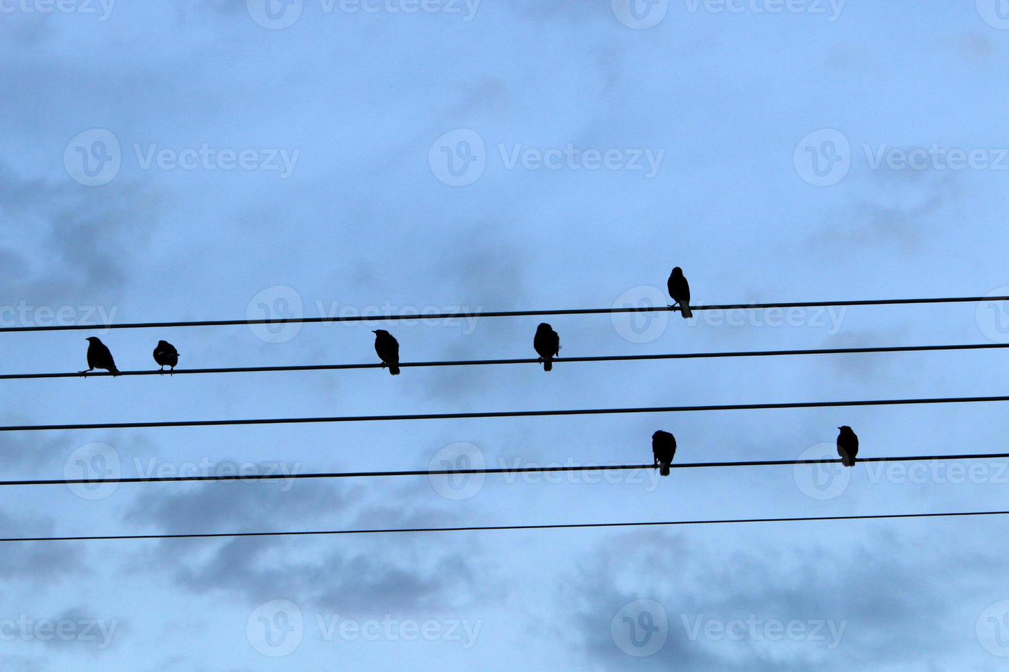 Birds sit on wires carrying electricity. photo