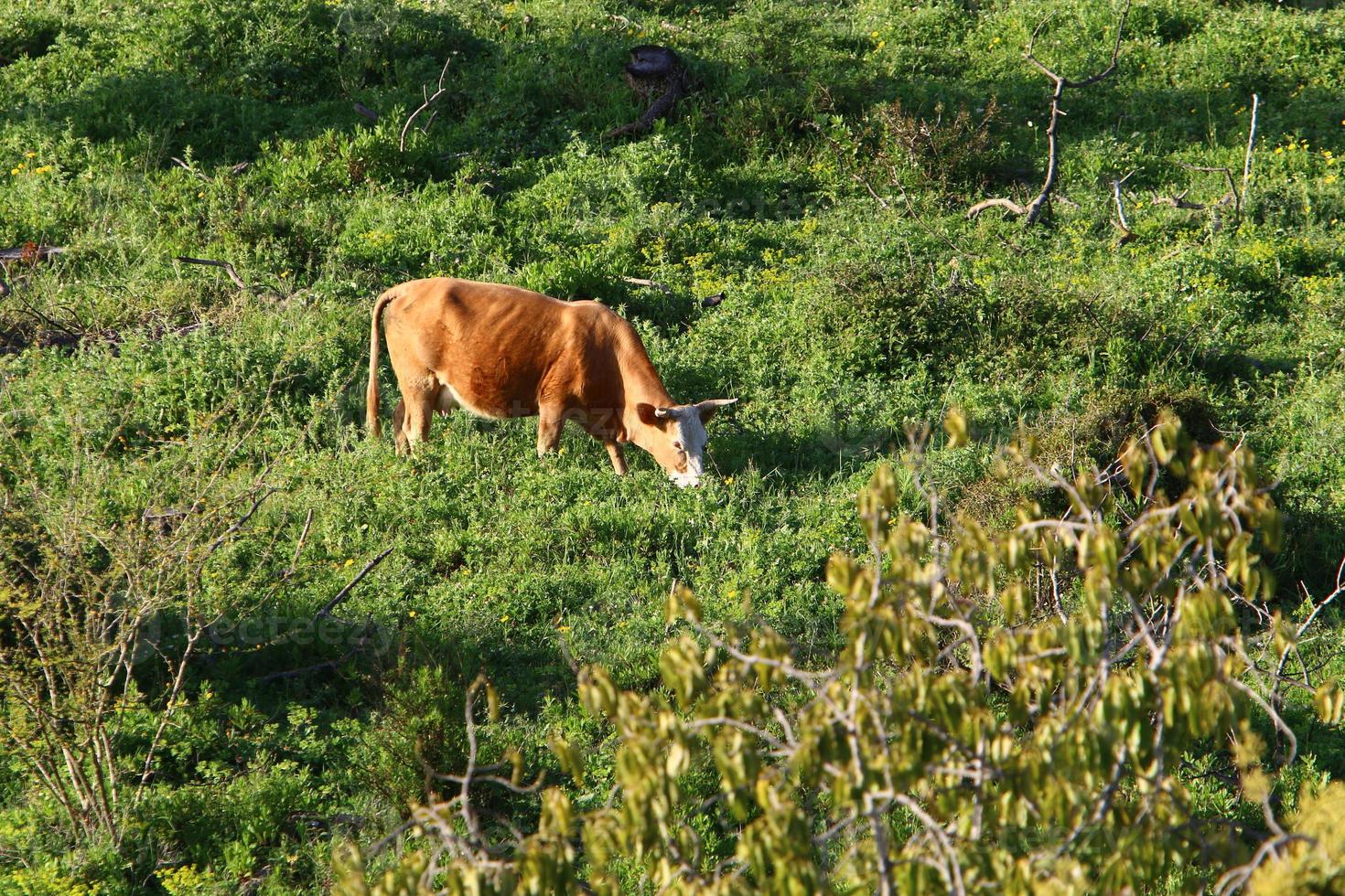 A herd of cows graze in a forest clearing in northern Israel. photo