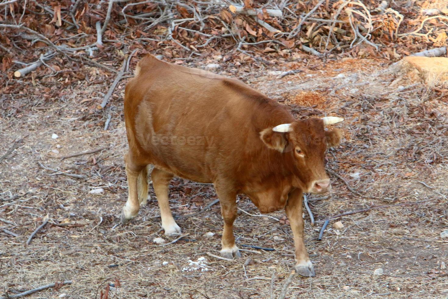 A herd of cows graze in a forest clearing in northern Israel. photo