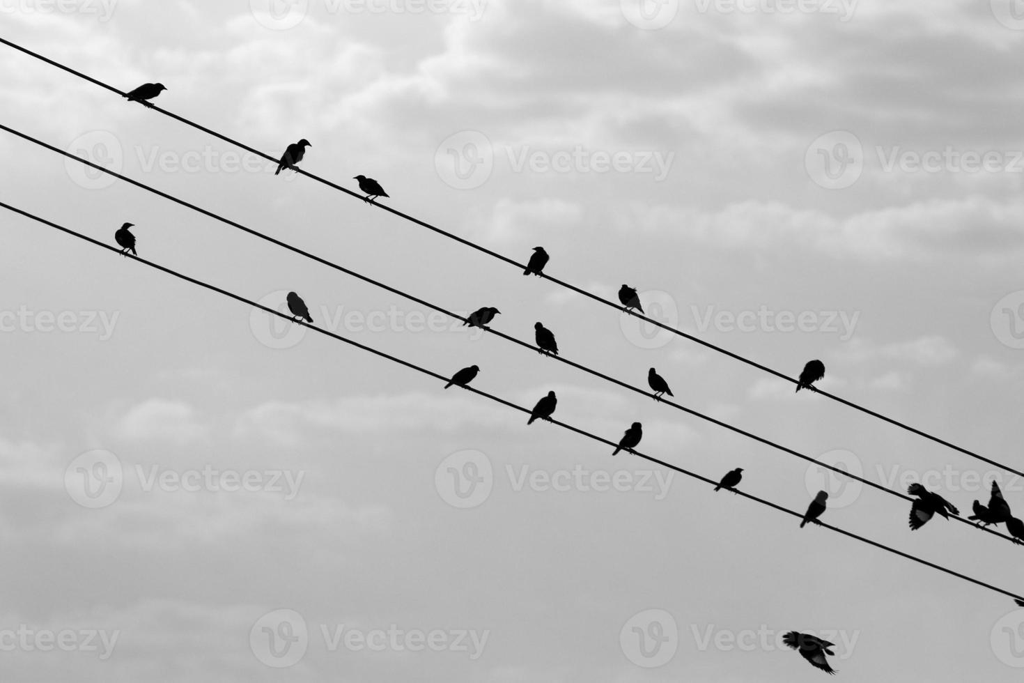 Birds sit on wires carrying electricity. photo