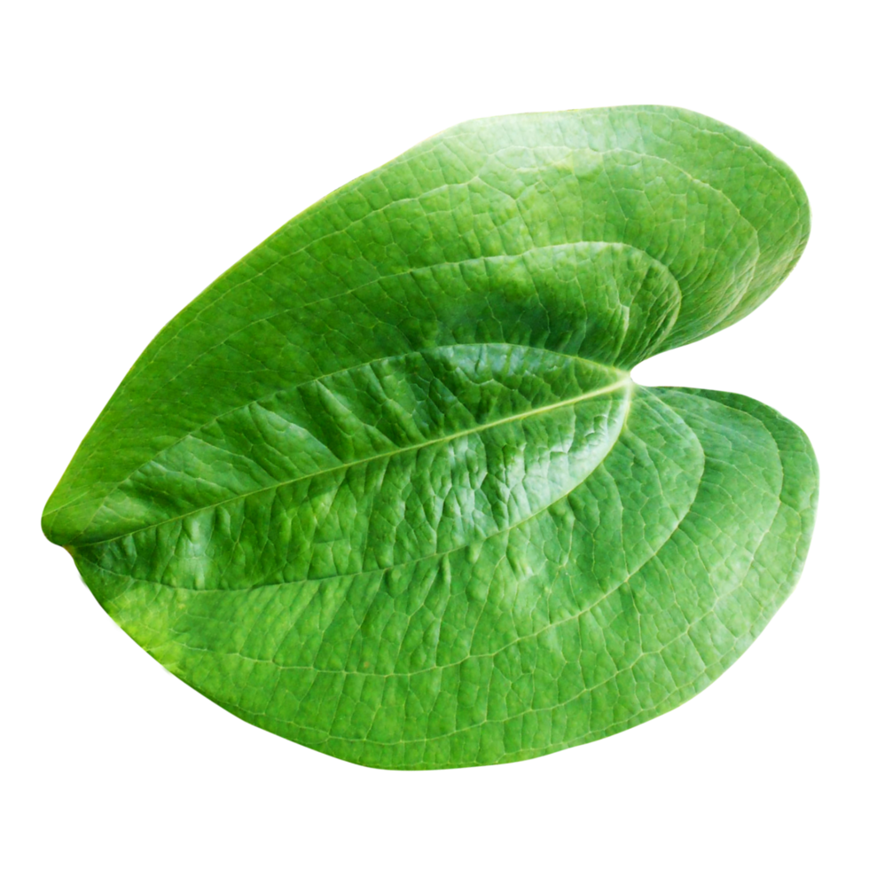 Fresh big green leaves png