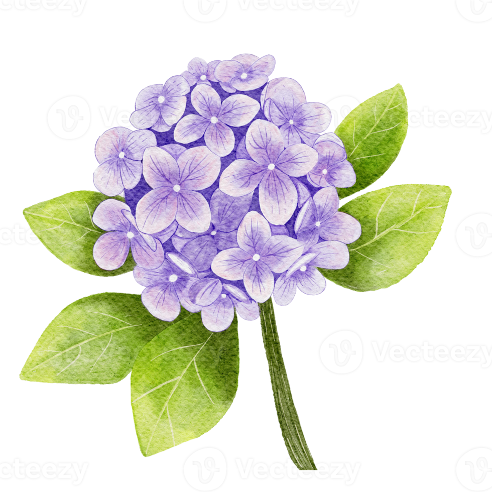 flor de hortensia púrpura acuarela. planta de jardín de ilustración botánica pintada a mano. png