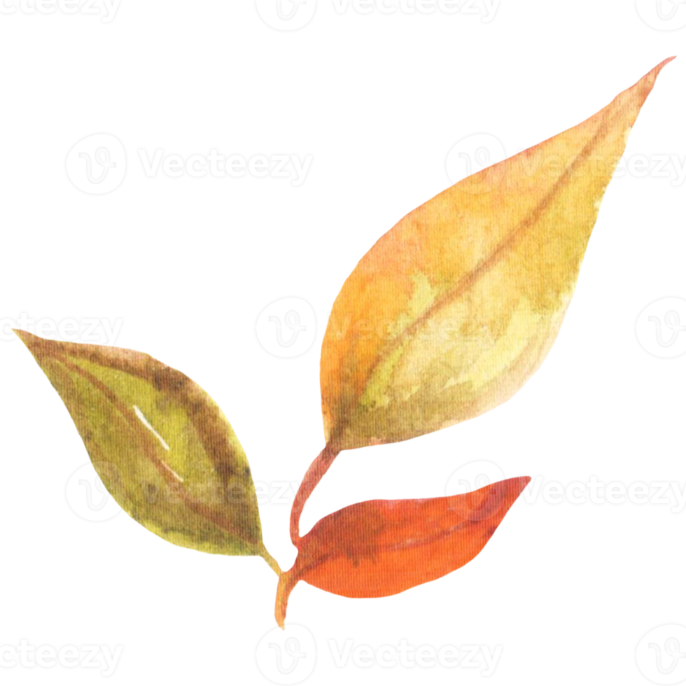 Watercolor autumn leaves png
