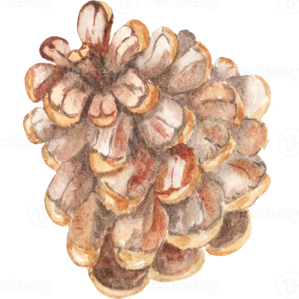 Watercolor pine cone png