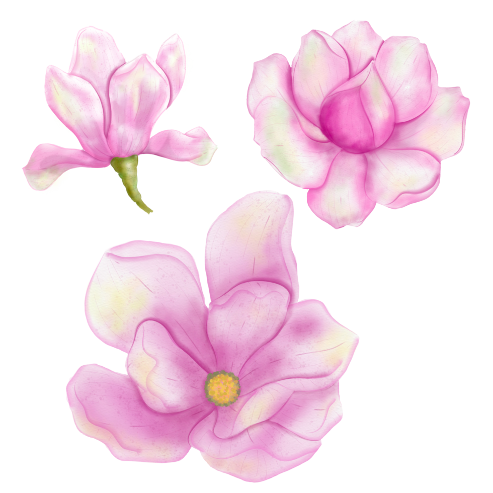 Set of  magnolia  flower watercolor illustration png