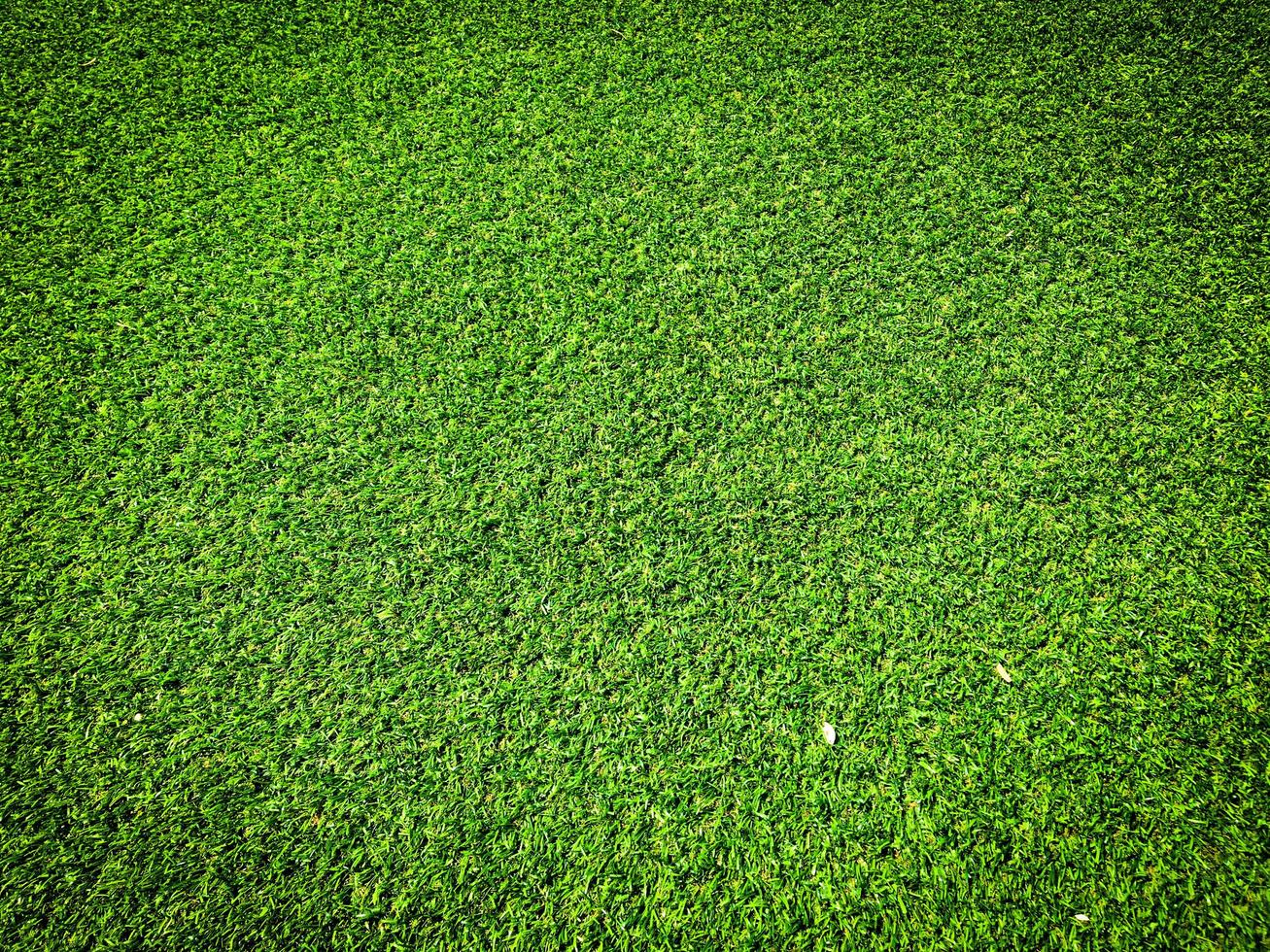 Top view of green grass texture background. Element of design. photo