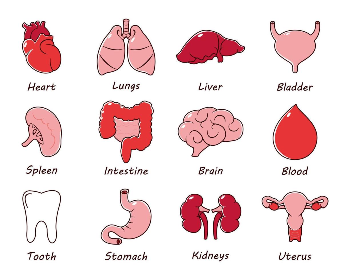 colección de conjuntos de iconos de órganos humanos. ilustración anatómica de color plano vectorial vector