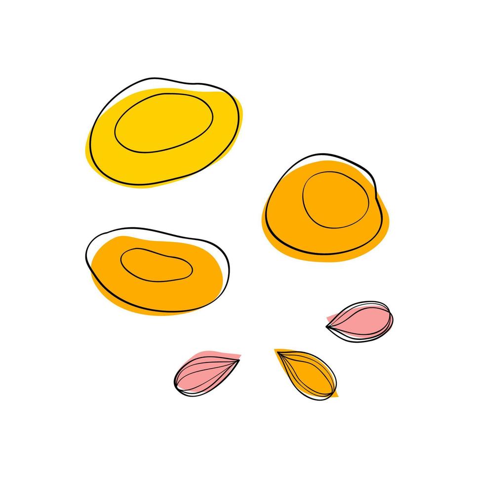 Dried apricots and apricot seeds vector