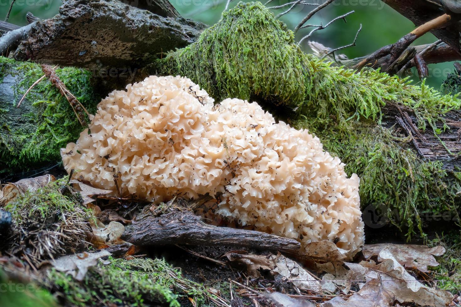 cauliflower fungus grows on the trunk of a pine tree in the moss photo