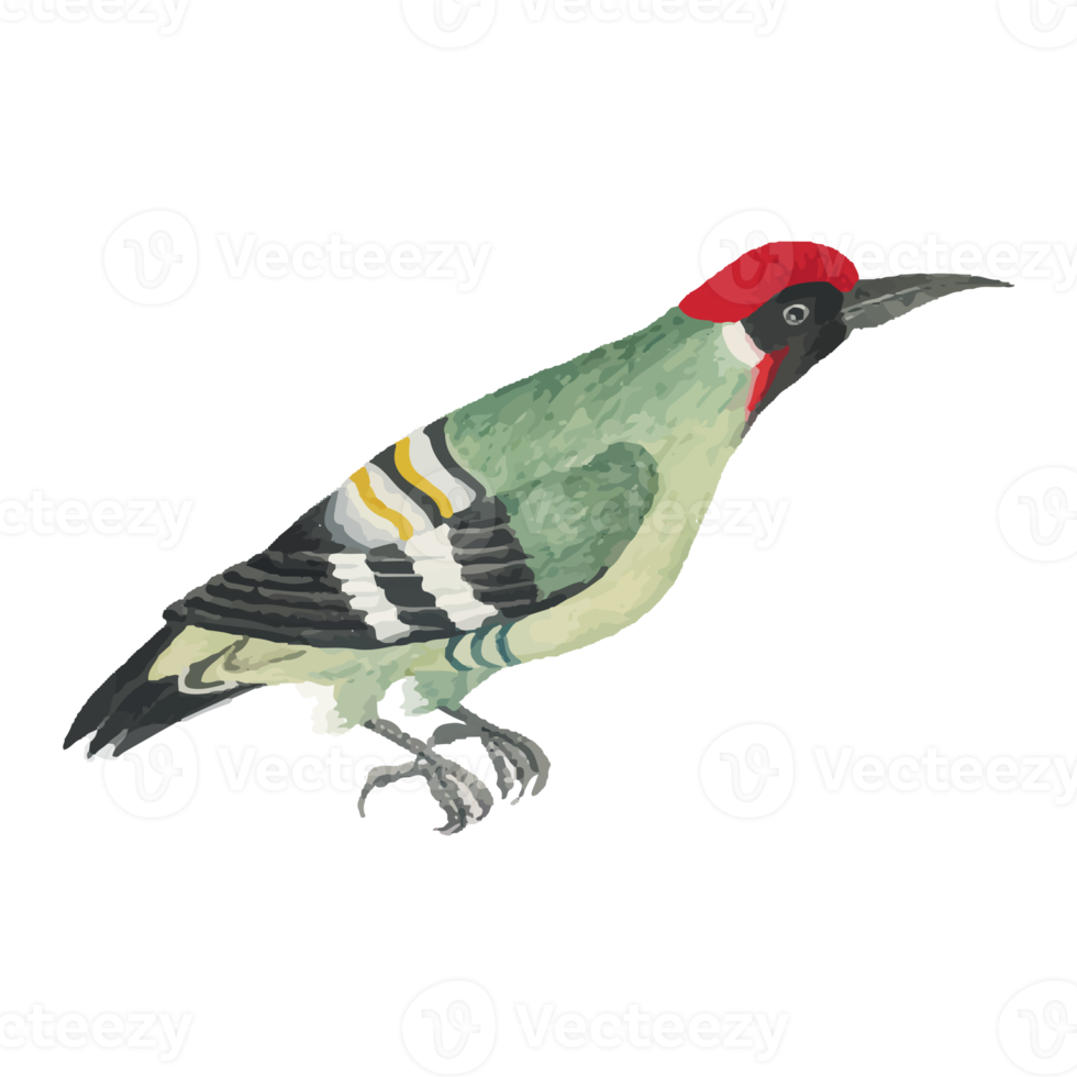 Exotic Bird Illustration png