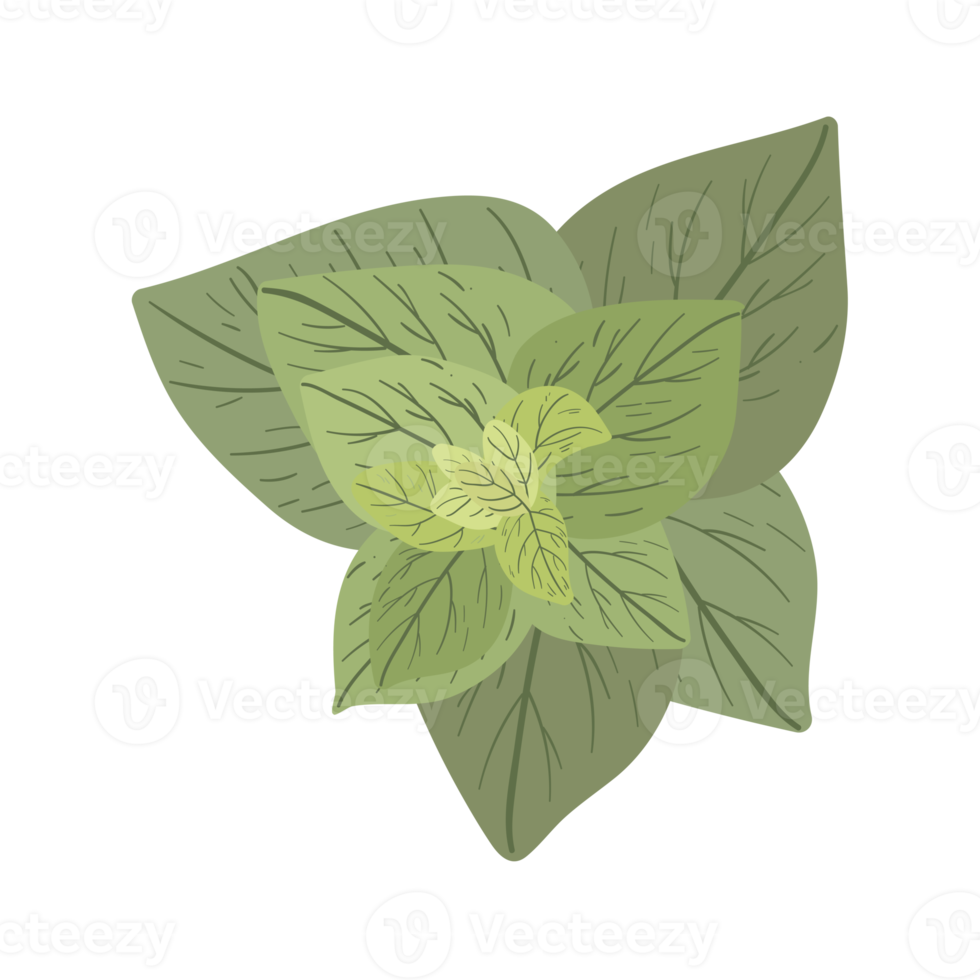 botanisk blomma illustration png