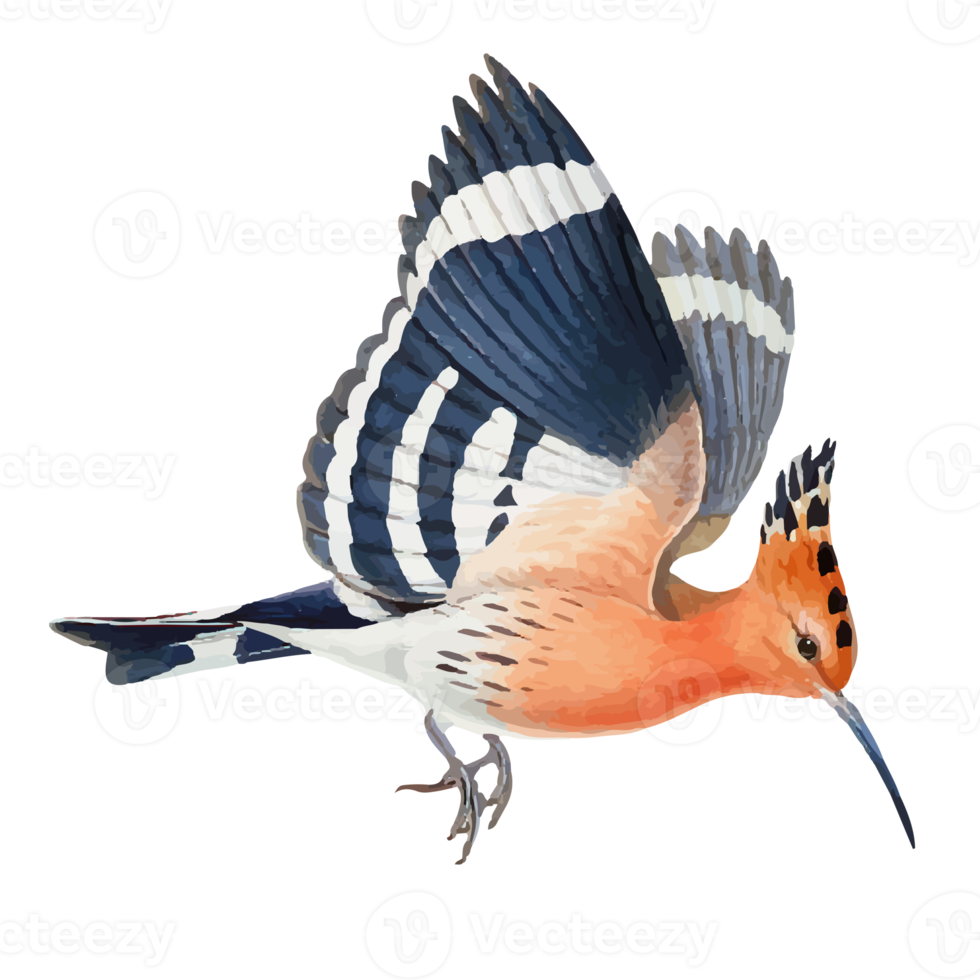 exotisch vogel illustratie png