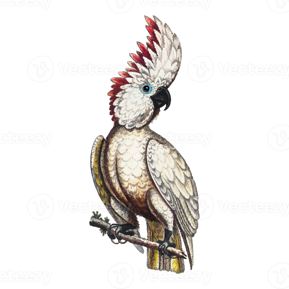 Exotic Bird Illustration png