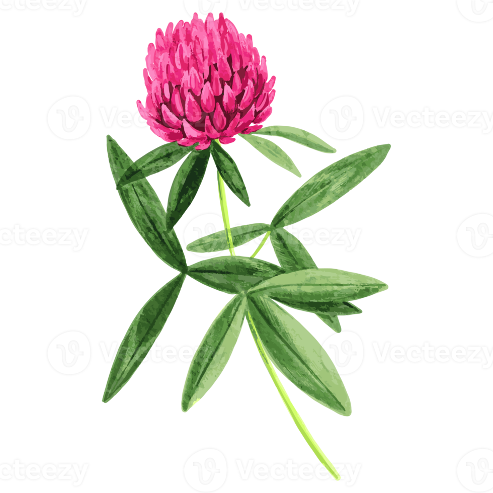 ilustración de flores y hojas png