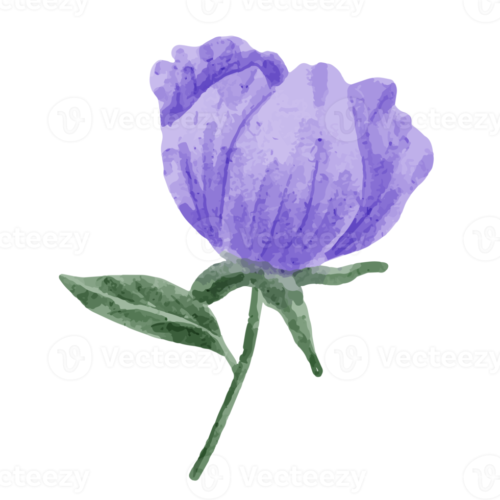 Flower and Leaf Illustration png