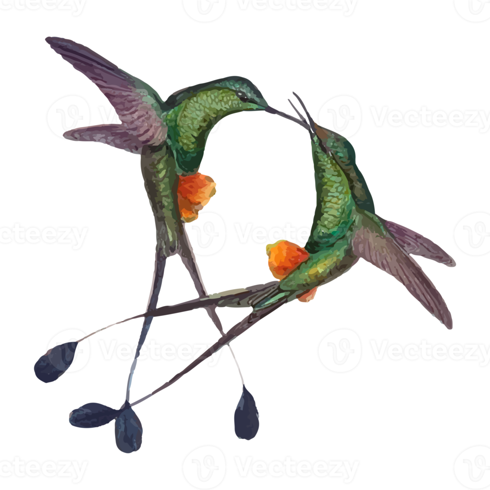 exotisch vogel illustratie png