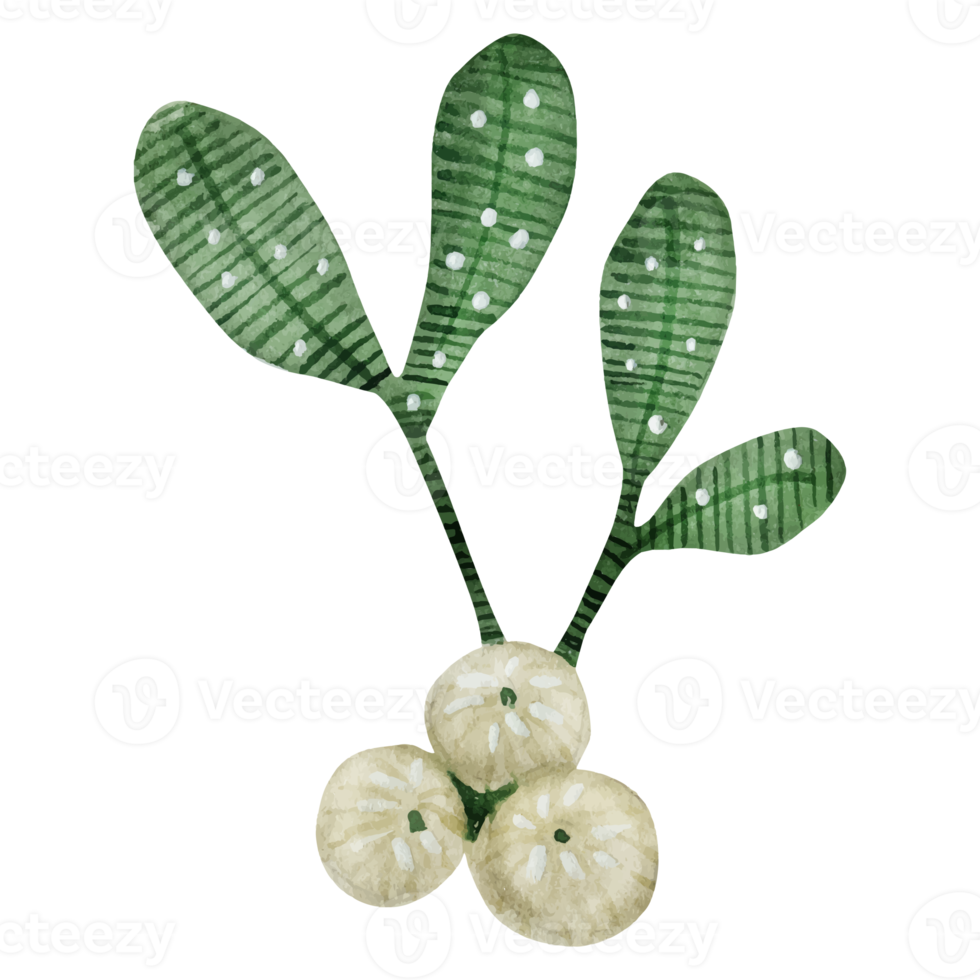 Flower and Leaf Illustration png